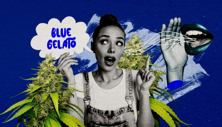 Una ilustración de un cogollo de cannabis Blue Gelato con tonos púrpura, rodeado de una vibra serena, sobre un fondo verde, ofreciendo reflexiones finales y recomendaciones de cultivo para la cepa.