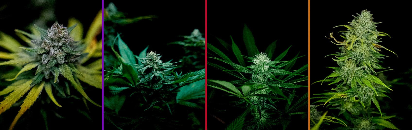 Fase de Floración de Royal AK Guía de Cultivo de Cannabis Una ilustración de una planta de cannabis Royal AK en la fase de floración, mostrando cogollos densos y tricomas con un fondo verde, guiando a los cultivadores en el proceso de optimización de la floración.