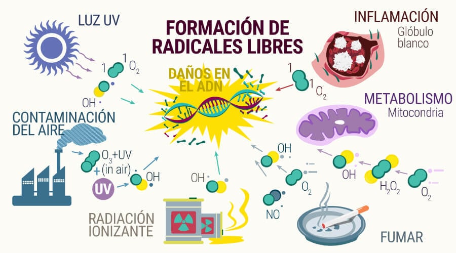 Formación de radicales libres