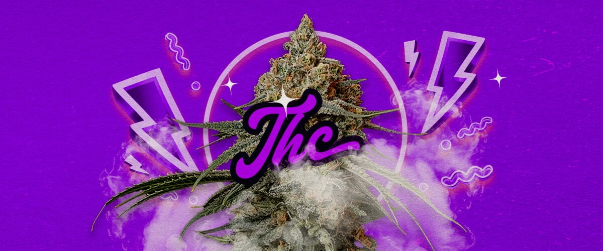 Guía de Efectos y Nivel de THC de Granddaddy Purple Una ilustración de cogollos de cannabis Granddaddy Purple con tonos morados profundos, indicando efectos relajantes potentes y un nivel de THC de aproximadamente 17-23%, sobre un fondo verde.