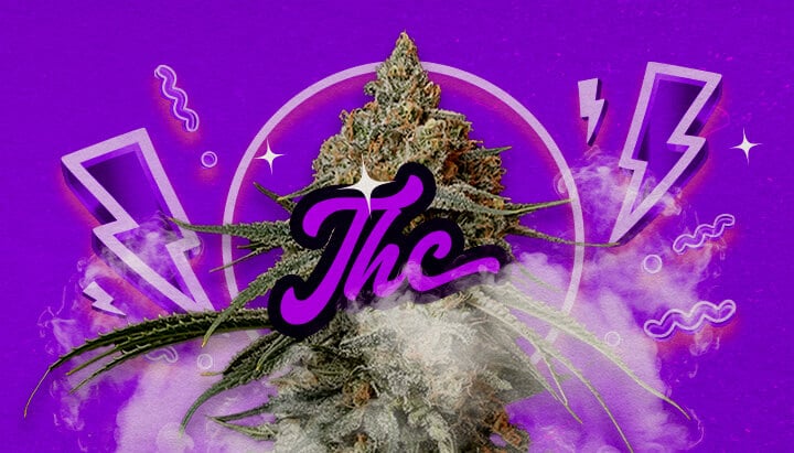 Guía de Efectos y Nivel de THC de Granddaddy Purple Una ilustración de cogollos de cannabis Granddaddy Purple con tonos morados profundos, indicando efectos relajantes potentes y un nivel de THC de aproximadamente 17-23%, sobre un fondo verde.