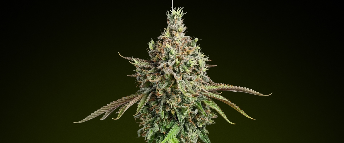Cogollo de cannabis Girl Scout Cookies con tricomas escarchados y tonos terrosos, conocido por su sabor dulce y sus efectos híbridos equilibrados, ideal para comestibles intensos
