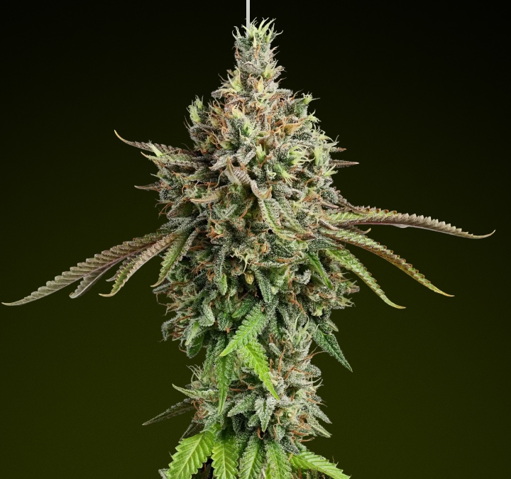 Cogollo de cannabis Girl Scout Cookies con tricomas escarchados y tonos terrosos, conocido por su sabor dulce y sus efectos híbridos equilibrados, ideal para comestibles intensos