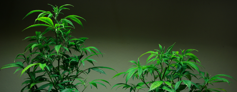 Comparación Topping Planta de cannabis