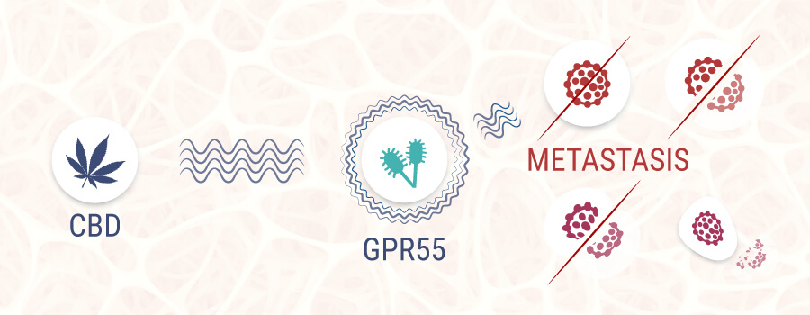 Receptor Cannabinoide Gpr55 Receptor Cannabinoide Gpr55