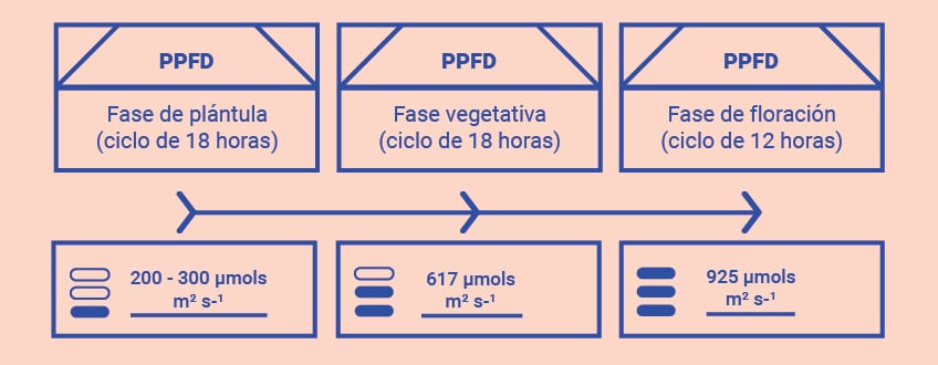 Optimiza tus conocimientos en el cuarto de cultivo