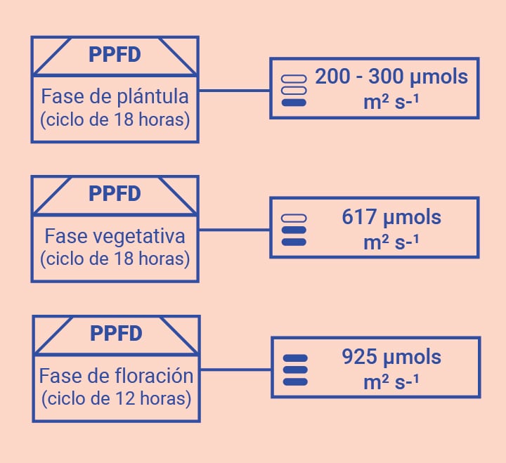 Optimiza tus conocimientos en el cuarto de cultivo