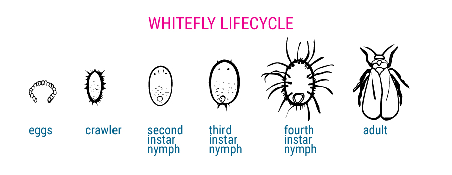 mosca blanca en el cultivo Whitefly lifecycle