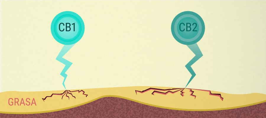 Cannabis Y Enfermedad Del Hígado Graso Cannabis Y Enfermedad Del Hígado Graso