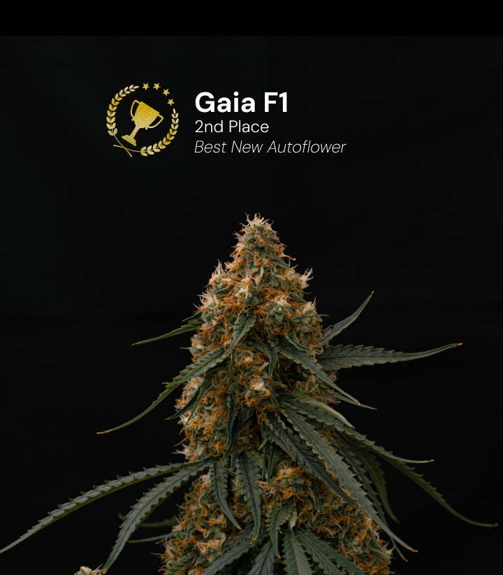 Gaia F1, variedad de cannabis premiada Descubre Gaia F1, una variedad de cannabis autofloreciente premiada que ganó el 2.º puesto en la categoría Best New Autoflower.