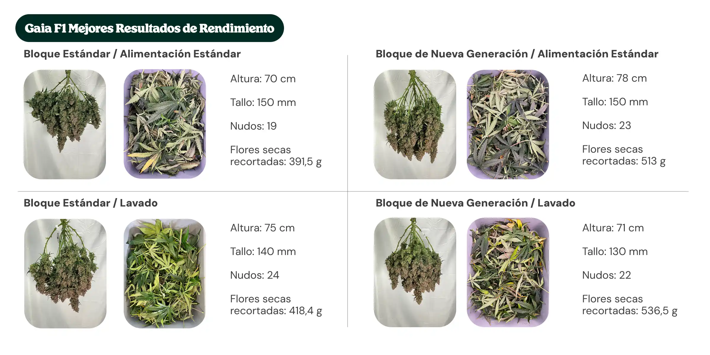 Resumen de resultados de Gaia F1 comparando tratamientos con bloque estándar y bloque de nueva generación, con alimentación estándar y lavado, mostrando altura de la planta, diámetro del tallo, número de nudos y peso de flores secas manicuradas.