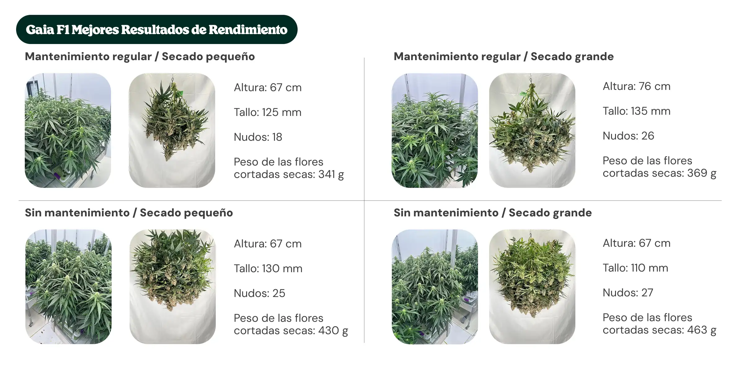 Resumen de resultados de Gaia F1 mostrando tratamientos con mantenimiento regular y sin mantenimiento, con dryback pequeño y grande, comparando altura de la planta, diámetro del tallo, número de nudos y peso de flores secas manicuradas.