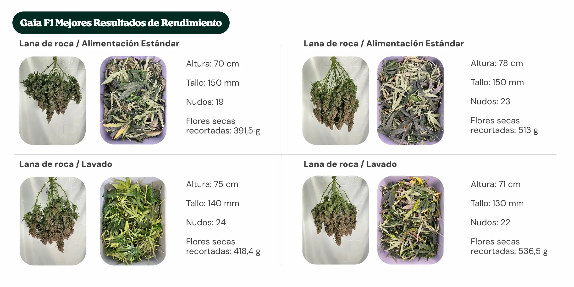 Resumen de resultados de Gaia F1 comparando tratamientos con bloque estándar y bloque de nueva generación, con alimentación estándar y lavado, mostrando altura de la planta, diámetro del tallo, número de nudos y peso de flores secas manicuradas.