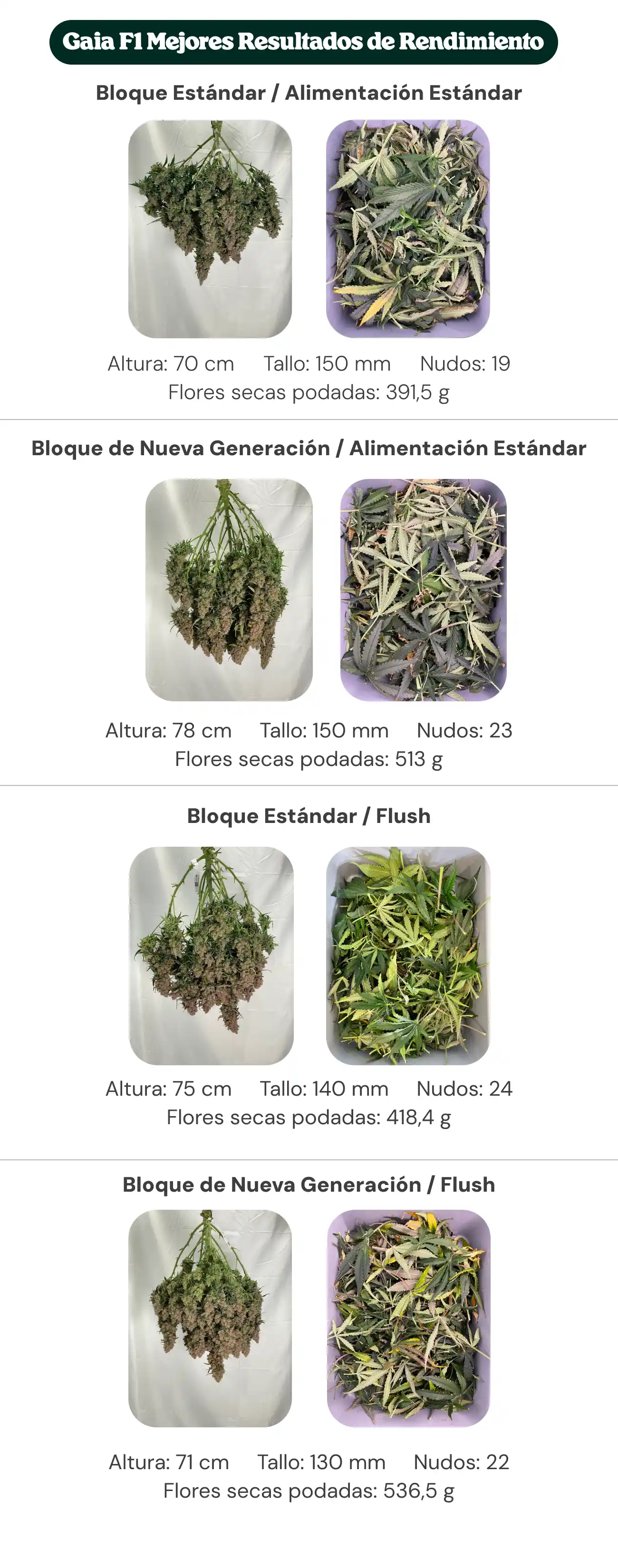 Resumen de resultados de Gaia F1 comparando tratamientos con bloque estándar y bloque de nueva generación, con alimentación estándar y lavado, mostrando altura de la planta, diámetro del tallo, número de nudos y peso de flores secas manicuradas.