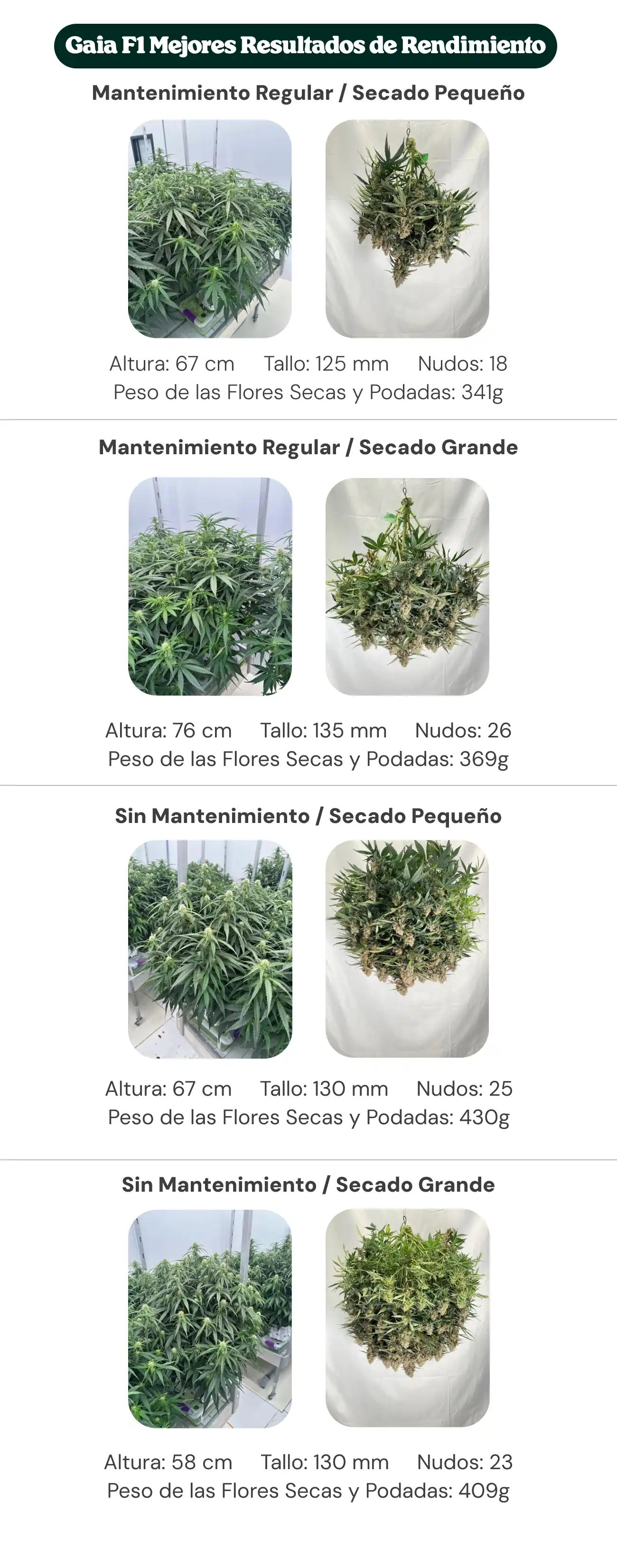Resumen de resultados de Gaia F1 mostrando tratamientos con mantenimiento regular y sin mantenimiento, con dryback pequeño y grande, comparando altura de la planta, diámetro del tallo, número de nudos y peso de flores secas manicuradas.
