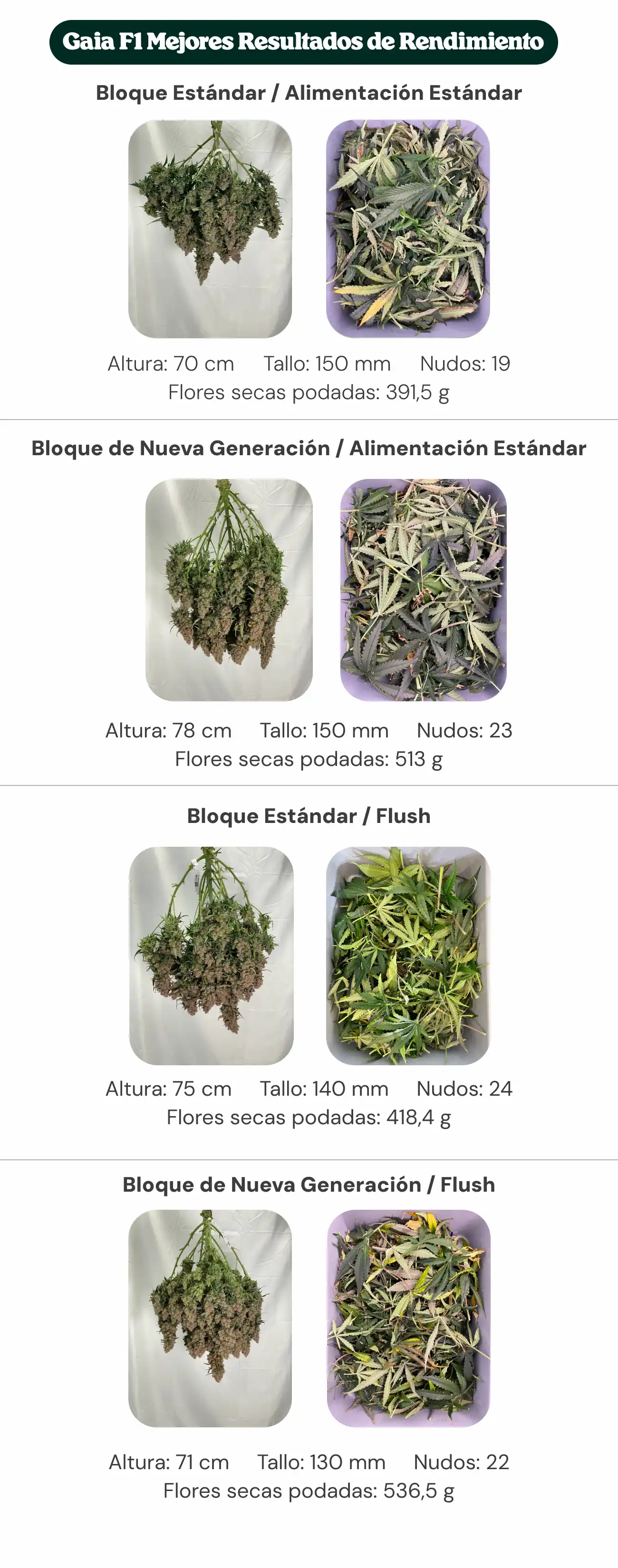 Resumen de resultados de Gaia F1 comparando tratamientos con bloque estándar y bloque de nueva generación, con alimentación estándar y lavado, mostrando altura de la planta, diámetro del tallo, número de nudos y peso de flores secas manicuradas.