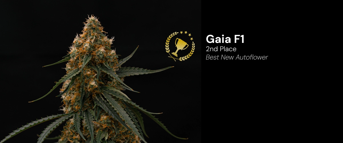 Gaia F1, variedad de cannabis premiada Descubre Gaia F1, una variedad de cannabis autofloreciente premiada que ganó el 2.º puesto en la categoría Best New Autoflower.
