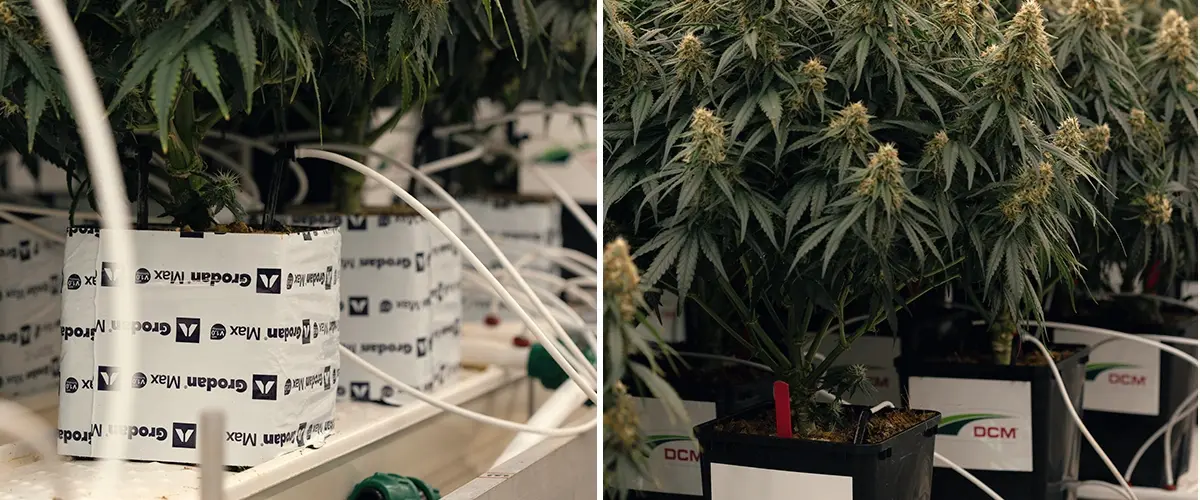 Prueba de riego con bajo contenido de agua en el cultivo de cannabis Ensayo de sequía controlada que evalúa la respuesta de Gaia F1 al estrés hídrico y los cambios en cannabinoides.