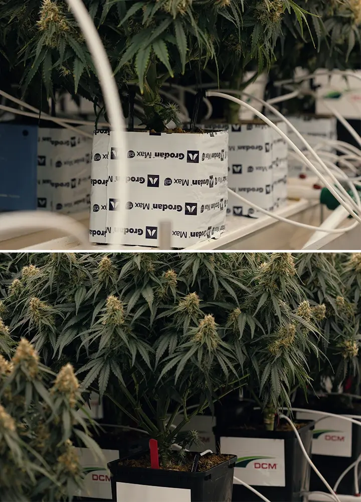 Prueba de riego con bajo contenido de agua en el cultivo de cannabis Ensayo de sequía controlada que evalúa la respuesta de Gaia F1 al estrés hídrico y los cambios en cannabinoides.
