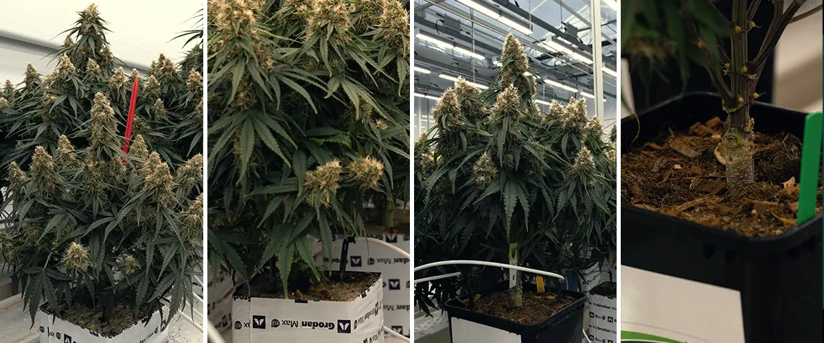 Comparación Sustratos Rockwool y Coco para Cultivo Comparación de sustratos Rockwool y Coco, mostrando una planta en Rockwool verde y un disco Coco, probados para crecimiento.