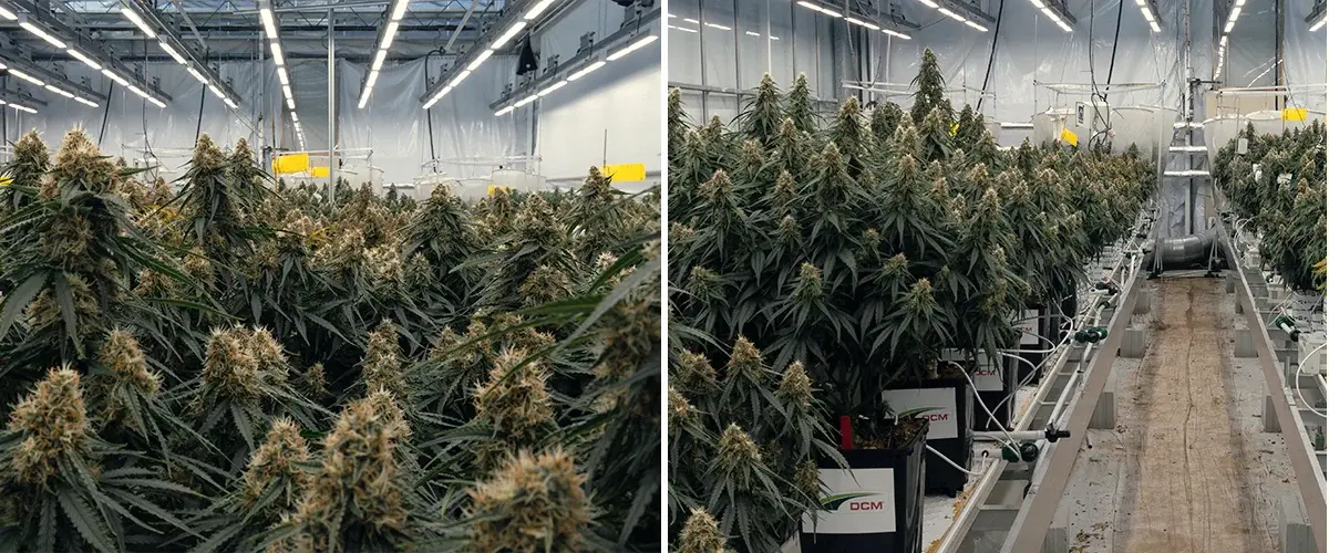 Ensayo del híbrido de cannabis Gaia F1 en el centro de investigación Vertify Ensayo controlado del híbrido Gaia F1 que evalúa sustratos, riego y rendimiento del crecimiento en condiciones idénticas.