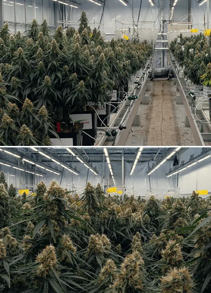 Ensayo del híbrido de cannabis Gaia F1 en el centro de investigación Vertify Ensayo controlado del híbrido Gaia F1 que evalúa sustratos, riego y rendimiento del crecimiento en condiciones idénticas.