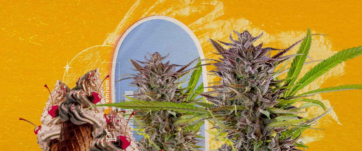 Información sobre el aspecto y el cultivo de la variedad Gelato Una ilustración de cogollos de cannabis con un cono de helado y una arco azul, sobre un fondo amarillo, explorando la apariencia e información de cultivo de la cepa Gelato.
