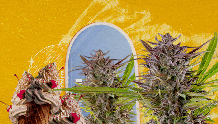 Información sobre el aspecto y el cultivo de la variedad Gelato Una ilustración de cogollos de cannabis con un cono de helado y una arco azul, sobre un fondo amarillo, explorando la apariencia e información de cultivo de la cepa Gelato.