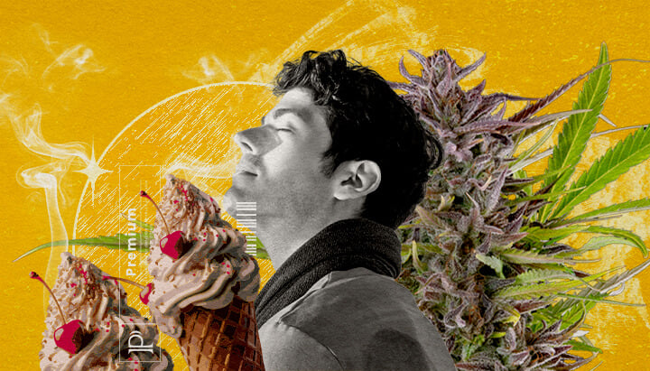 Perfil aromático de la variedad Gelato Una ilustración de un hombre con los ojos cerrados inhalando humo, rodeado de un cogollo de cannabis y dos conos de helado con cerezas, sobre un fondo amarillo vibrante con efectos de humo abstractos, explorando visualmente el perfil de sabor y aroma de la cepa Gelato cannabis.