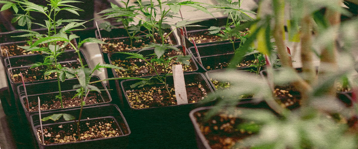 Cannabis Clones
