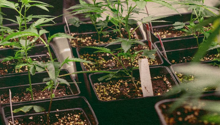 Genotipo vs Fenotipo: Plantas de Cannabis en Macetas Plantas de cannabis en macetas negras con tierra, mostrando rasgos genéticos para comparar genotipo vs fenotipo, ideal para educación sobre cultivo de cannabis.
