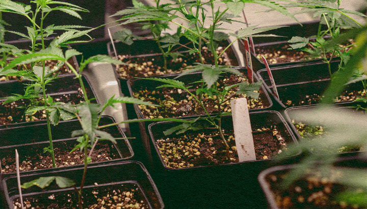 Cannabis Clones