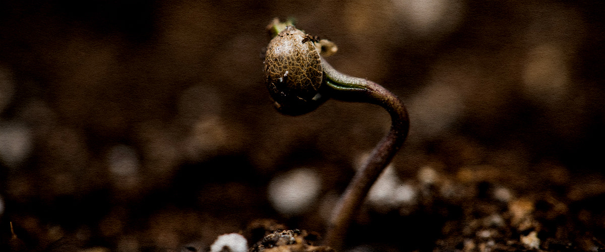 Primer plano de una semilla de cannabis Wedding Cake germinando en tierra cálida y húmeda a unos 22–25 °C.