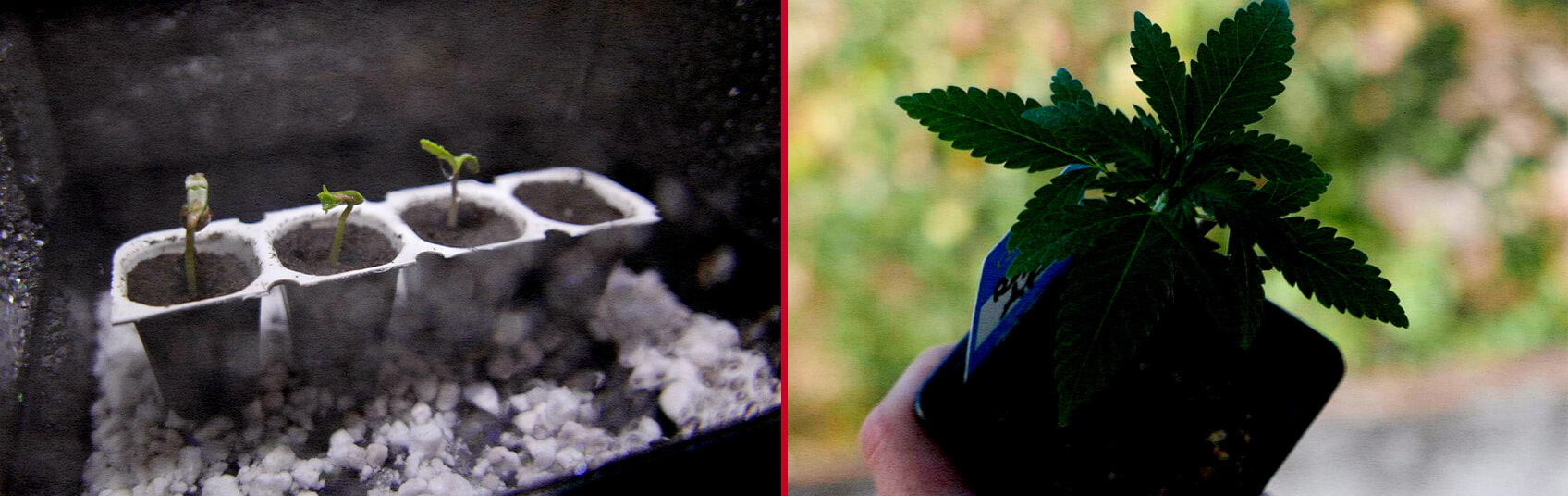 Germinación de Semillas Royal AK Guía de Cultivo de Cannabis Una ilustración de semillas Royal AK remojándose en agua con una plántula en germinación, sobre un fondo verde, mostrando el proceso de germinación de la cepa de cannabis Royal AK.