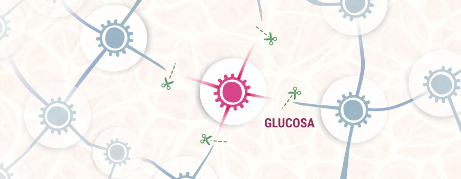 Neurona y Suministramiento De Glucosa