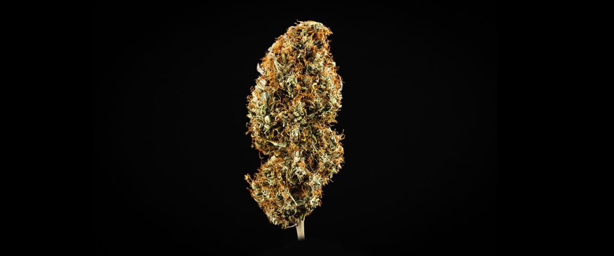 ¿Qué es la marihuana de alta calidad? ¿Qué es la marihuana de alta calidad?