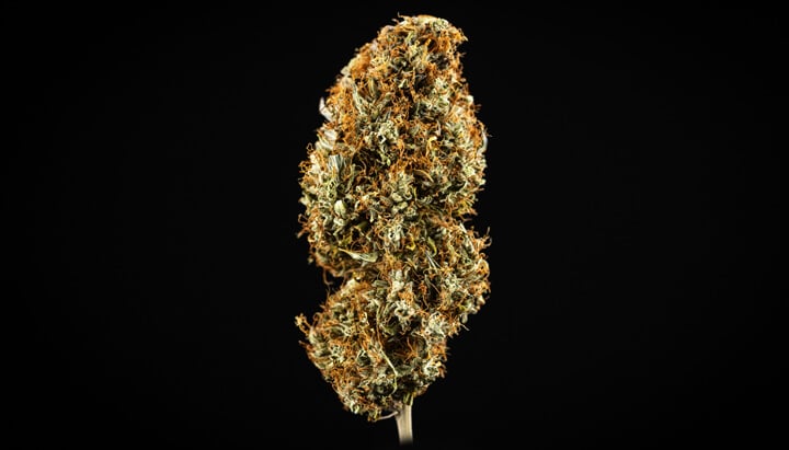 ¿Qué es la marihuana de alta calidad? ¿Qué es la marihuana de alta calidad?