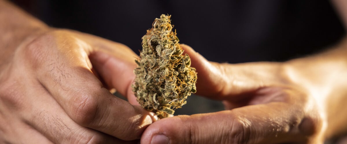¿Qué son las clasificaciones del cannabis y por qué son importantes? ¿Qué son las clasificaciones del cannabis y por qué son importantes?