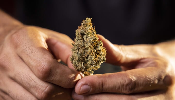 ¿Qué son las clasificaciones del cannabis y por qué son importantes? ¿Qué son las clasificaciones del cannabis y por qué son importantes?