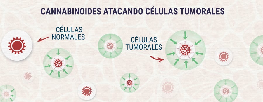 Cannabinoids-Targeting-Tumor-Cells
