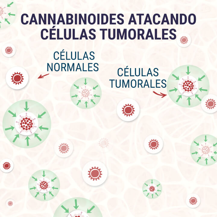 Cannabinoids-Targeting-Tumor-Cells