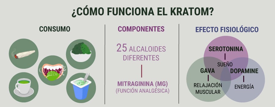 Cómo funciona el Kratom 