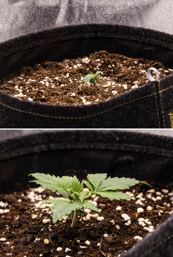 Plántula de cannabis Granddaddy Purple Auto durante la semana 1, mostrando crecimiento temprano en una maceta de tela de 11 L tras la siembra directa, con los cotiledones abiertos y las primeras hojas verdaderas en desarrollo.