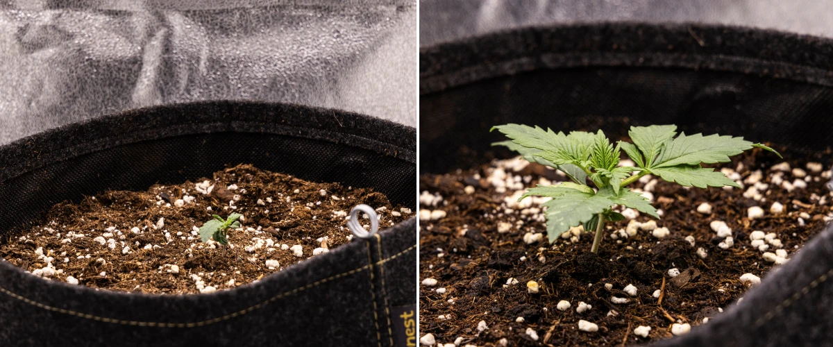 Plántula de cannabis Granddaddy Purple Auto durante la semana 1, mostrando crecimiento temprano en una maceta de tela de 11 L tras la siembra directa, con los cotiledones abiertos y las primeras hojas verdaderas en desarrollo.