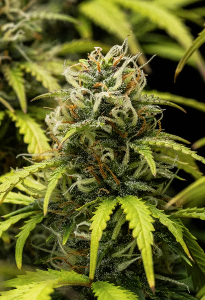 Planta de cannabis Granddaddy Purple Auto durante la semana 10, mostrando cogollos maduros cubiertos de tricomas, colas florales afrutadas, pistilos naranjas y hojas amarillentas de tonos otoñales a medida que se acerca la cosecha.