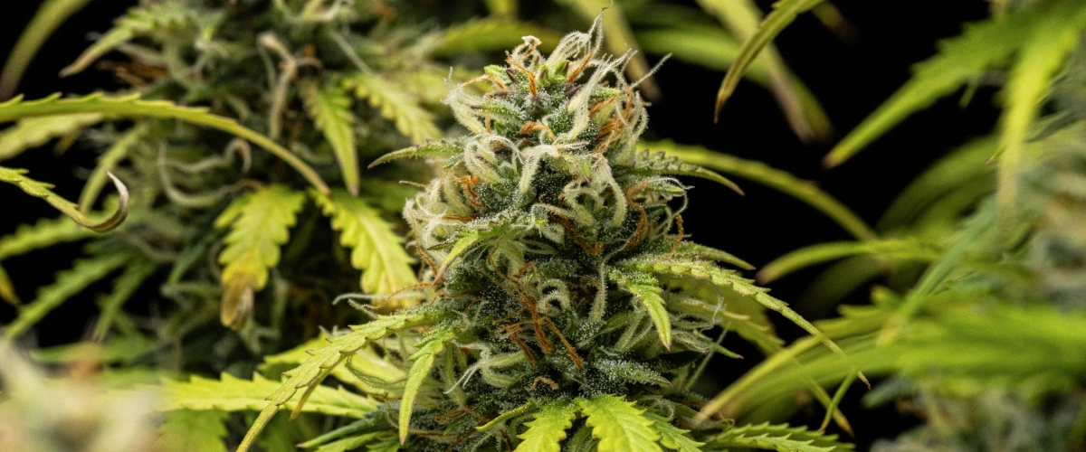 Planta de cannabis Granddaddy Purple Auto durante la semana 10, mostrando cogollos maduros cubiertos de tricomas, colas florales afrutadas, pistilos naranjas y hojas amarillentas de tonos otoñales a medida que se acerca la cosecha.