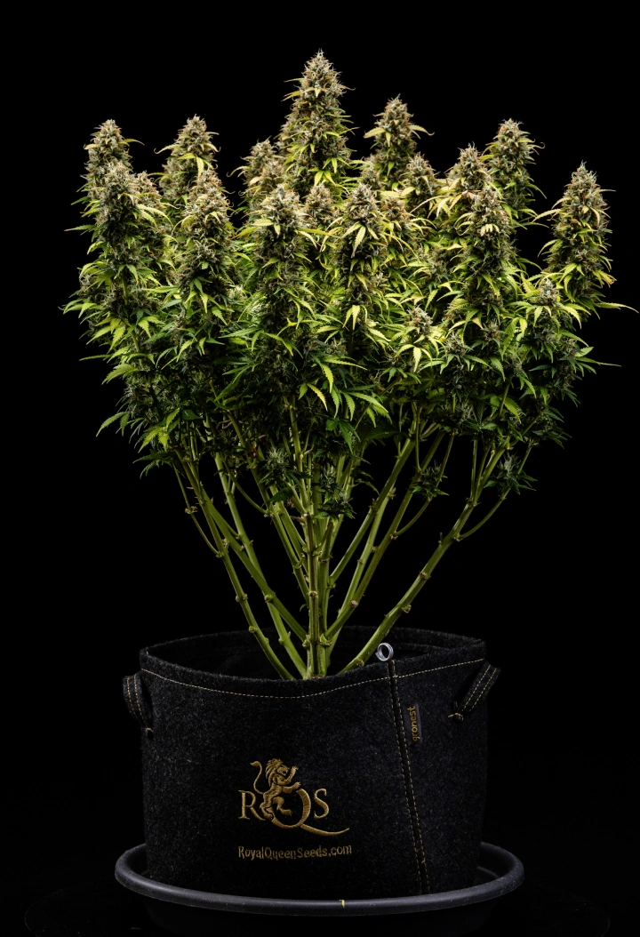 Planta de cannabis Granddaddy Purple Auto durante la semana 11, mostrando cogollos duros como piedras cubiertos de tricomas, colas maduras afrutadas, hojas de un amarillo otoñal intenso y flores listas para la cosecha.