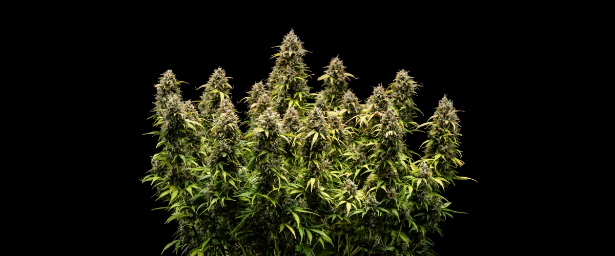 Planta de cannabis Granddaddy Purple Auto durante la semana 11, mostrando cogollos duros como piedras cubiertos de tricomas, colas maduras afrutadas, hojas de un amarillo otoñal intenso y flores listas para la cosecha.