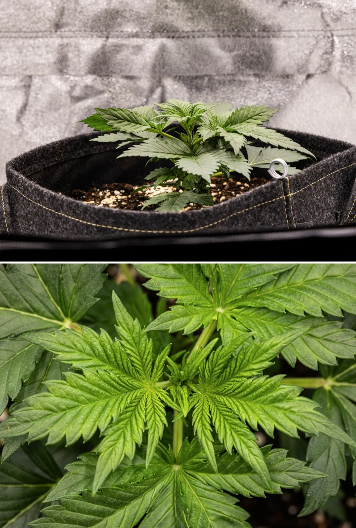 Planta de cannabis Granddaddy Purple Auto durante la semana 2, mostrando un crecimiento vegetativo temprano más fuerte, nueva ramificación, hojas verdes sanas y recuperación tras un inicio de plántula irregular.