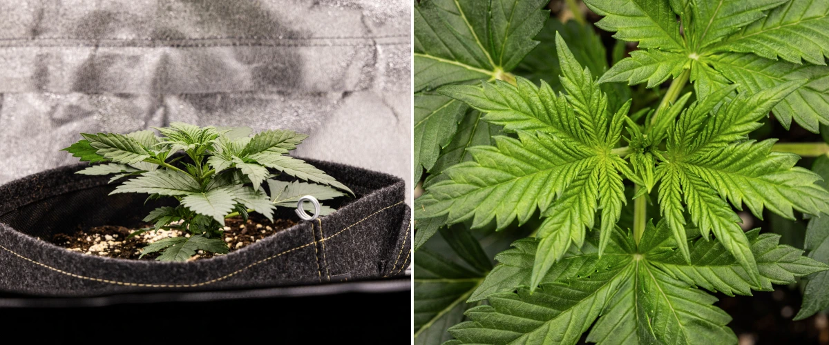 Planta de cannabis Granddaddy Purple Auto durante la semana 2, mostrando un crecimiento vegetativo temprano más fuerte, nueva ramificación, hojas verdes sanas y recuperación tras un inicio de plántula irregular.